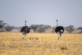 African ostrich (Struthio camelus), adult female and male with six young animals, chicks, animal