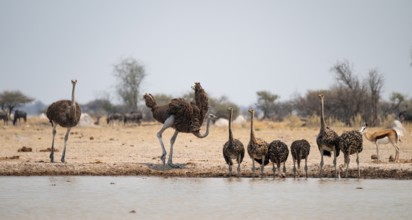 African ostrich (Struthio camelus), funny animal family, mother and six juvenile young animals,