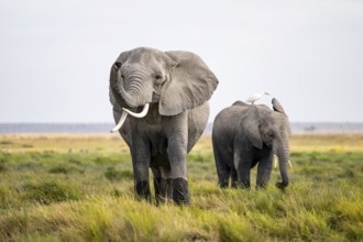 African elephant (Loxodonta africana), cow heron on the back, Amboseli National Park, Rift Valley