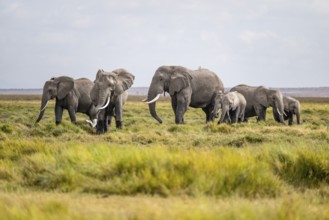 African elephant (Loxodonta africana), herd of young animals in Amboseli National Park, Rift Valley