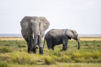 African elephant (Loxodonta africana), Amboseli National Park, Rift Valley Province, Kenya