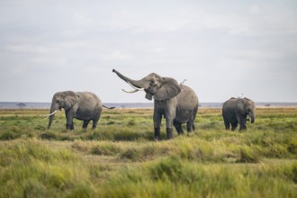 African elephant (Loxodonta africana) kills, heron on the back, Amboseli National Park, Rift Valley