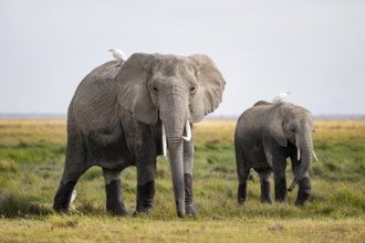 African elephant (Loxodonta africana) with heron on its back, Amboseli National Park, Rift Valley