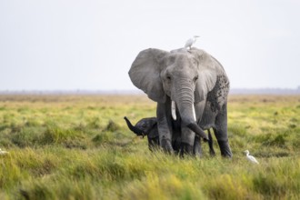 African elephant (Loxodonta africana), young animal killing, heron on the back, Amboseli National
