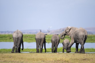 Funny, herd standing in line at water and drinking, African elephant (Loxodonta africana), Amboseli