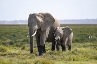 African elephant (Loxodonta africana) with baby, young and dam, Amboseli National Park, Rift Valley