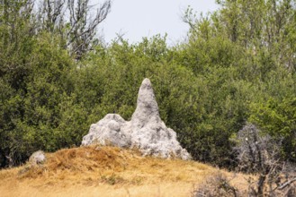 Large termite hill, Moremi Game Reserve, Botswana