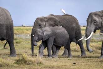 African elephant (Loxodonta africana), herd of young animals in Amboseli National Park, Rift Valley