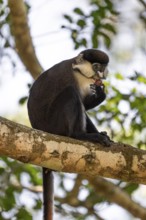 Red-tailed monkeys or Congo white-nosed monkeys (Cercopithecus ascanius schmidti), Kibale National