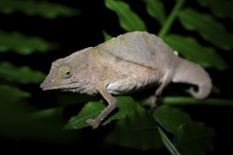 Zomba dwarf chameleon (Rieppeleon brachyurus), white chameleon on a branch at night, Amani Nature