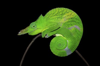 Squishy bihorn chameleon (Kinyongia matschiei), adult male, chameleon on a branch at night, Amani