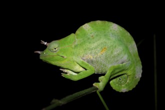 Usambara three-horned chameleon (Trioceros deremensis), chameleon on a branch at night, Amani