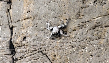Red rock crab (Grapsus adscensionis), black young on a volcanic rock, coast, La Santa, Lanzarote,