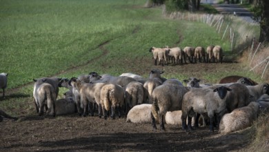 Black-headed sheep (Ovis gmelini aries) graze close to a road separated by a pasture fence,