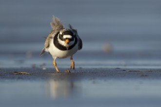 Ringed plover (Charadrius hiaticula) adult wader bird feeding on a worm on a beach, England, United