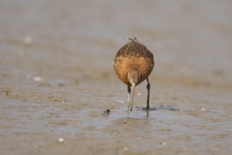 Black tailed godwit (Limosa limosa) adult male wader bird in summer plumage feeding on a mudflat,
