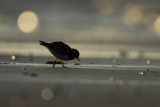 Ringed plover (Charadrius hiaticula) silhouette of an adult wader bird feeding on a worm on a beach