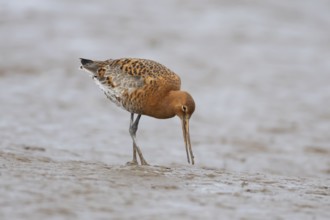 Black tailed godwit (Limosa limosa) adult male wader bird in summer plumage on a mudflat, England,