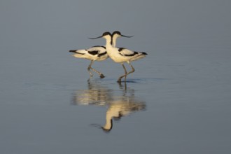 Pied avocet (Recurvirostra avosetta) two adult wader birds in a shallow lagoon in summer, England,