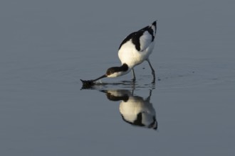 Pied avocet (Recurvirostra avosetta) adult wader bird feeding in water of a shallow lagoon in