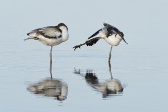 Pied avocet (Recurvirostra avosetta) two adult wader birds in water of a shallow lagoon in summer,