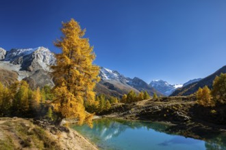 Lac Bleu with autumnal larches, Evolene, Val d'Herens, Canton of Valais, Switzerland
