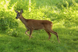 A roe deer (Capreolus capreolus) runs past a nettle bush on a sunny morning. Bavaria, Germany