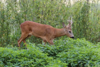 A roe buck (Capreolus capreolus) crosses a nettle thicket. Bavaria, Germany