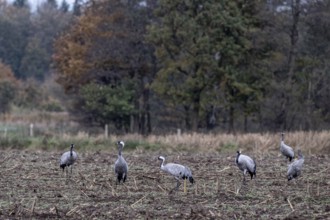 Cranes (Grus grus), Lower Saxony, Germany