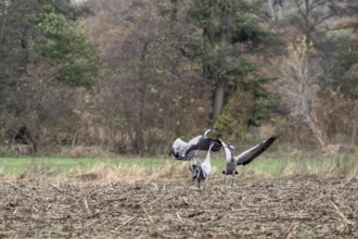 Cranes (Grus grus), fighting, Lower Saxony, Germany