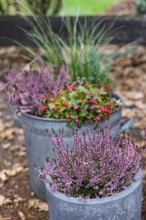 Tub with autumn plants, North Rhine-Westphalia, Germany