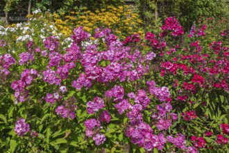 Perennial bed with phlox paniculata (summer phlox), Münsterland, North Rhine-Westphalia, Germany