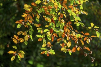 Colorful beech leaves in autumn, Münsterland, North Rhine-Westphalia, Germany