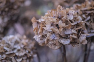 Close-up of wilted hydrangeas in soft shades of brown showing autumnal transience, Münsterland,