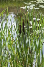 Cattail inflorescence (Typha sp.), Netherlands