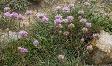 Beach grass clove (Armeria maritima), Algave, Portugal