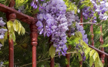 Blooming wisteria on a red garden fence, Portugal