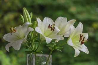 White lilies (Lilium) in a flower vase, Münsterland, North Rhine-Westphalia, Germany