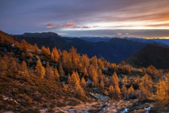 Autumn larches (Larix) in the first light of the rising sun, Alpe Salei, Onsernone Valley, Canton