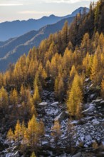 Autumn larches (Larix), Alpe Salei, Onsernone Valley, Canton of Tessin, Switzerland