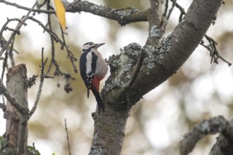 Great spotted woodpecker (Dendrocopos major) in a cherry tree, Eckental, Middle Franconia, Bavaria,