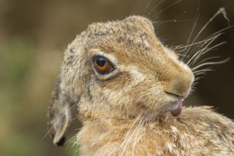 European brown hare (Lepus europaeus) adult animal washing itself, England, United Kingdom