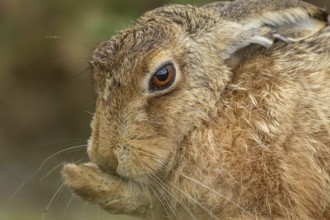 European brown hare (Lepus europaeus) adult animal washing its foot, England, United Kingdom