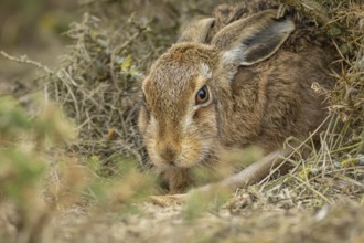 European brown hare (Lepus europaeus) adult animal resting, England, United Kingdom