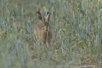European brown hare (Lepus europaeus) adult animal eating a wheat plant sheath in a farmland field