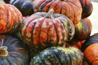 Pile of Zucca Lakota pumpkins at autumn farmers market for seasonal harvest