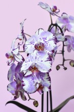 Close up of two colored purple and white flower of 'Phalaenopsis Magic Art' orchid on pink