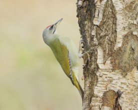 Grey woodpecker (Picus canus), male on a birch tree, wildlife, woodpeckers, nature photography,