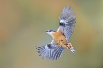 Nuthatch (Sitta europaea), in flight, side flight view, wildlife, hight speed photo, nature