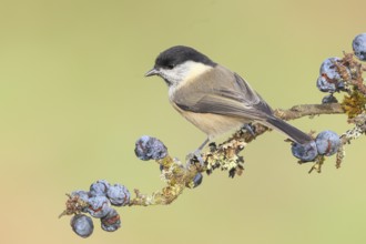 Willow tit (Parus montanus) sitting on lichen-covered sloes (Prunus spinosa) branch, wildlife,